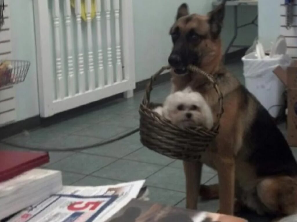 cane porta altro cucciolo dentro cesto 