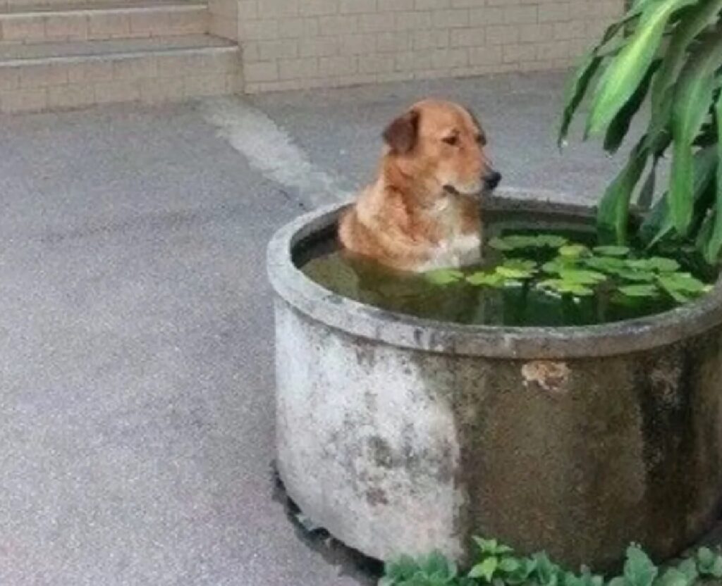 cane vaso pieno d'acqua 