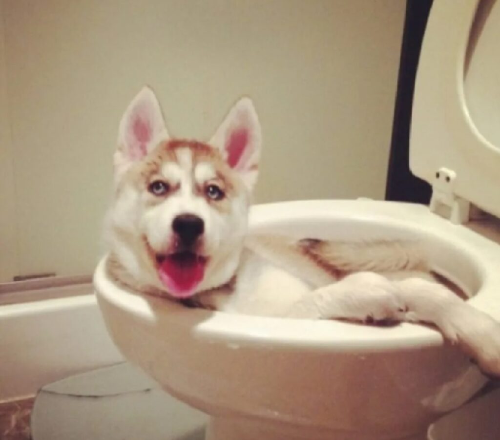 cane finito dentro wc 