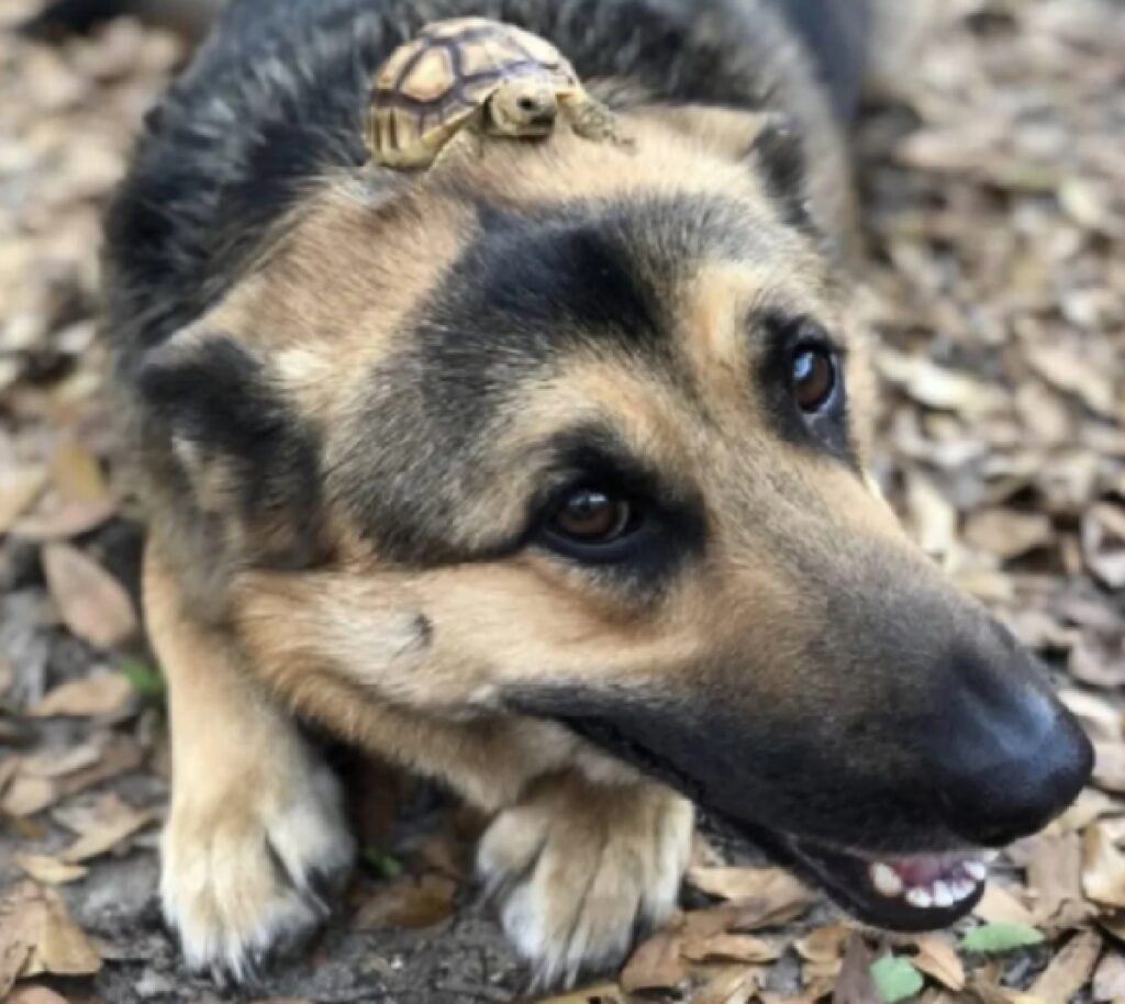 cane con tartaruga sulla testa 