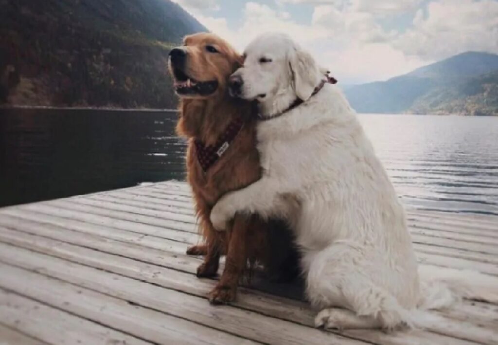 coppia di cani sul lago 