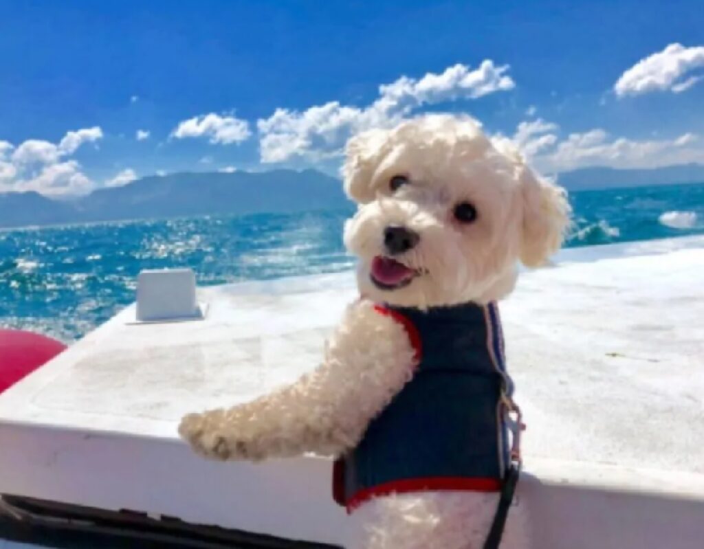 cane barboncino gita in barca 