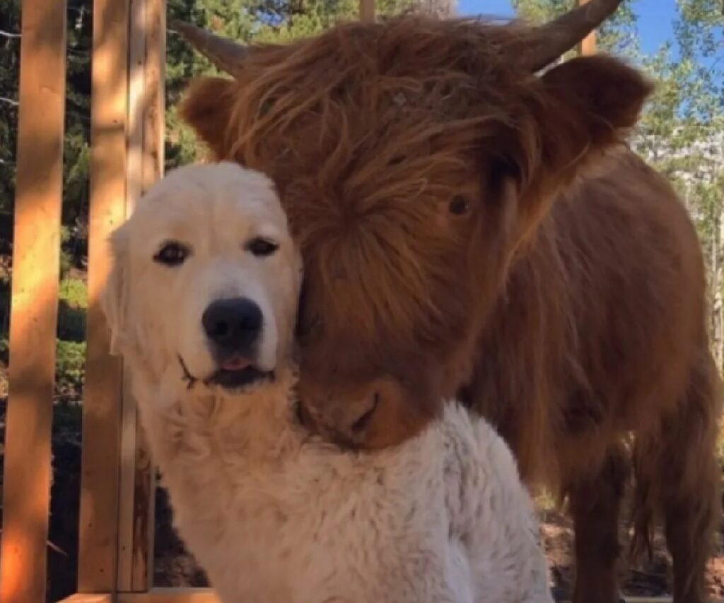 cane e bovino assieme 