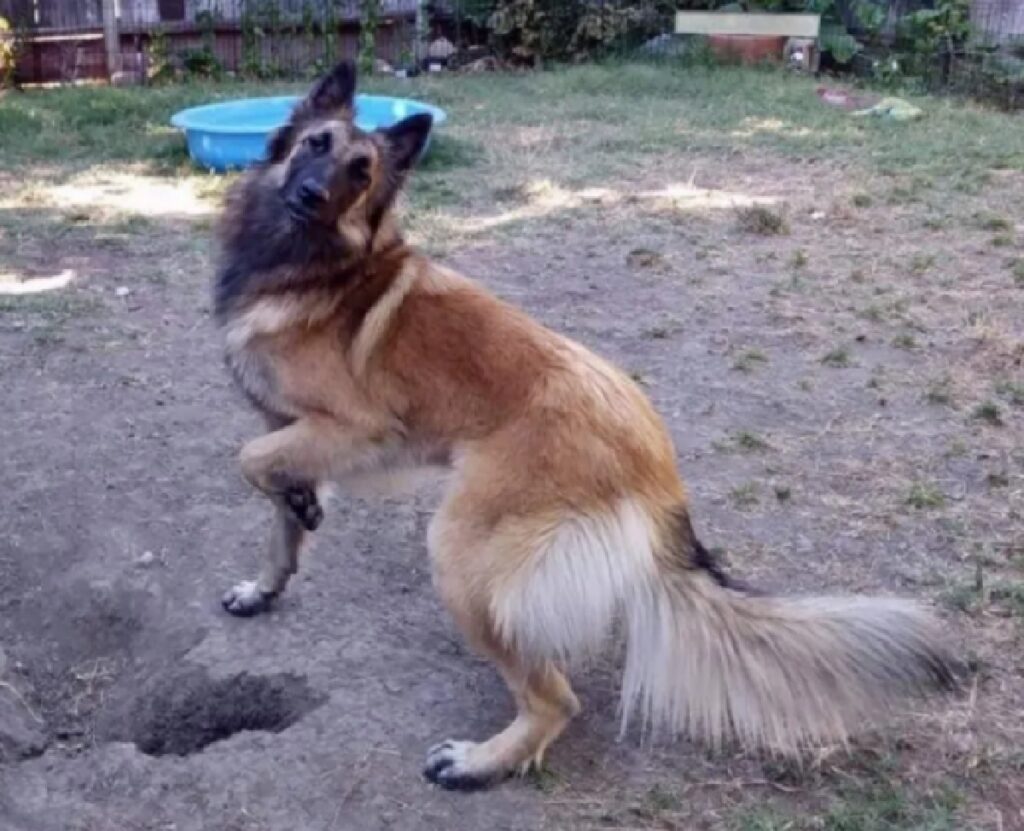 cagnolino pastore belga pelo lungo 