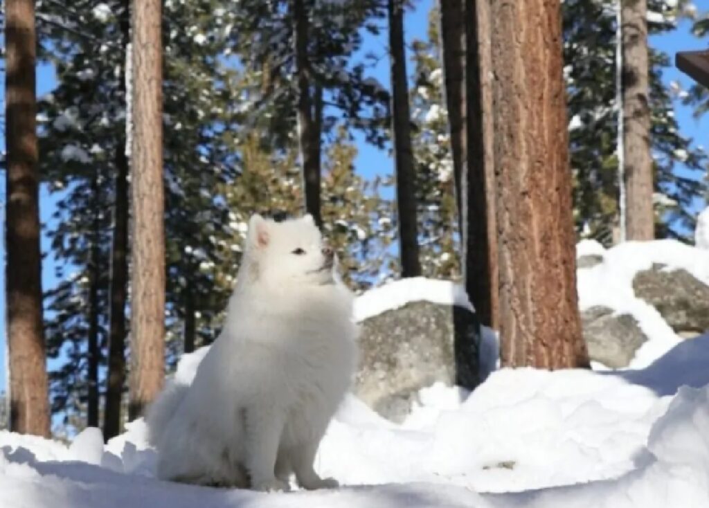 cagnolino immerso ambiente innevato 