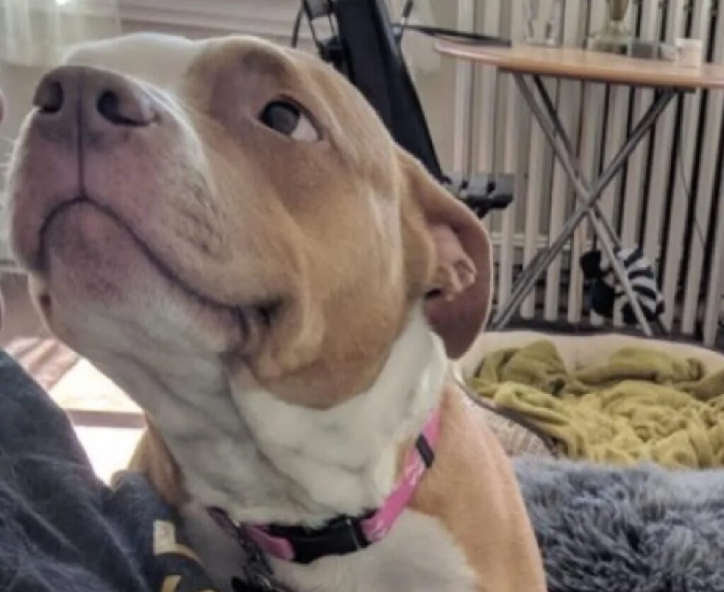 cane pitbull collare rosa bianco 