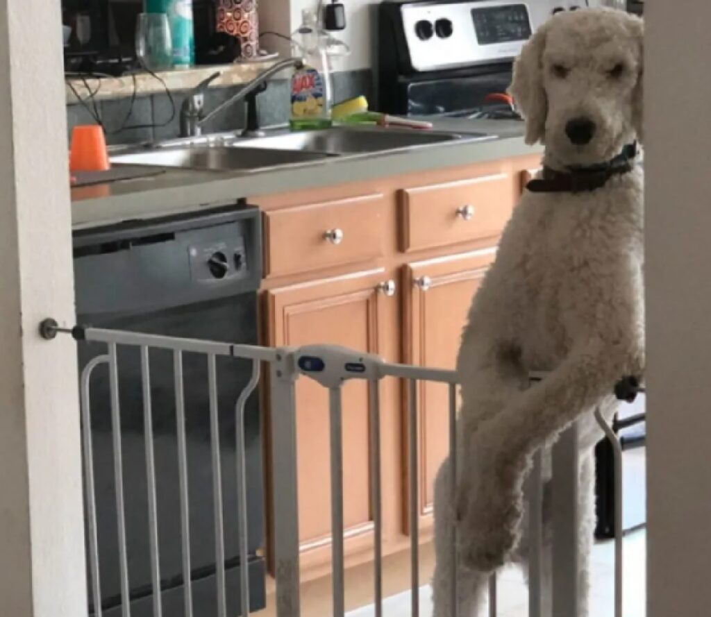 cane appoggiato cancelletto 