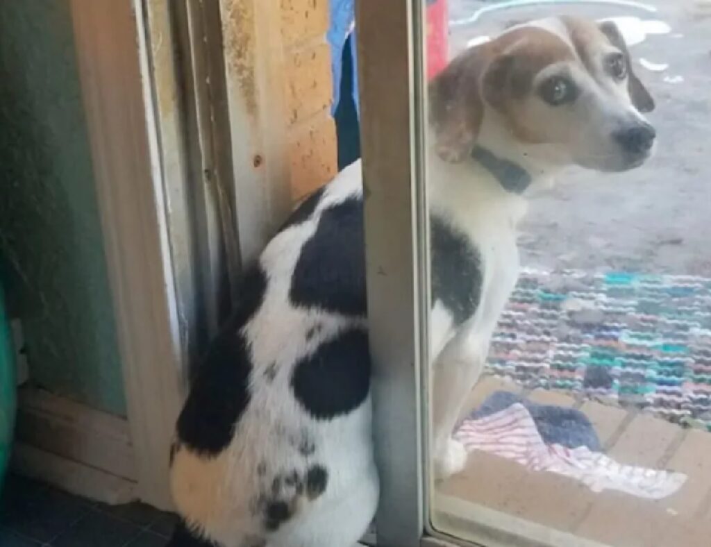 cagnolino macchie nere su pelo bianco 