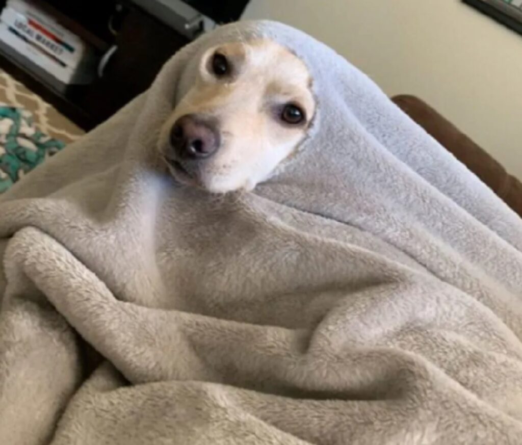 cane sotto coperta grigia 