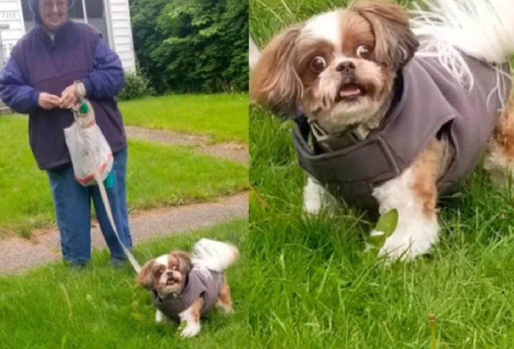 cane faccia strana su prato 