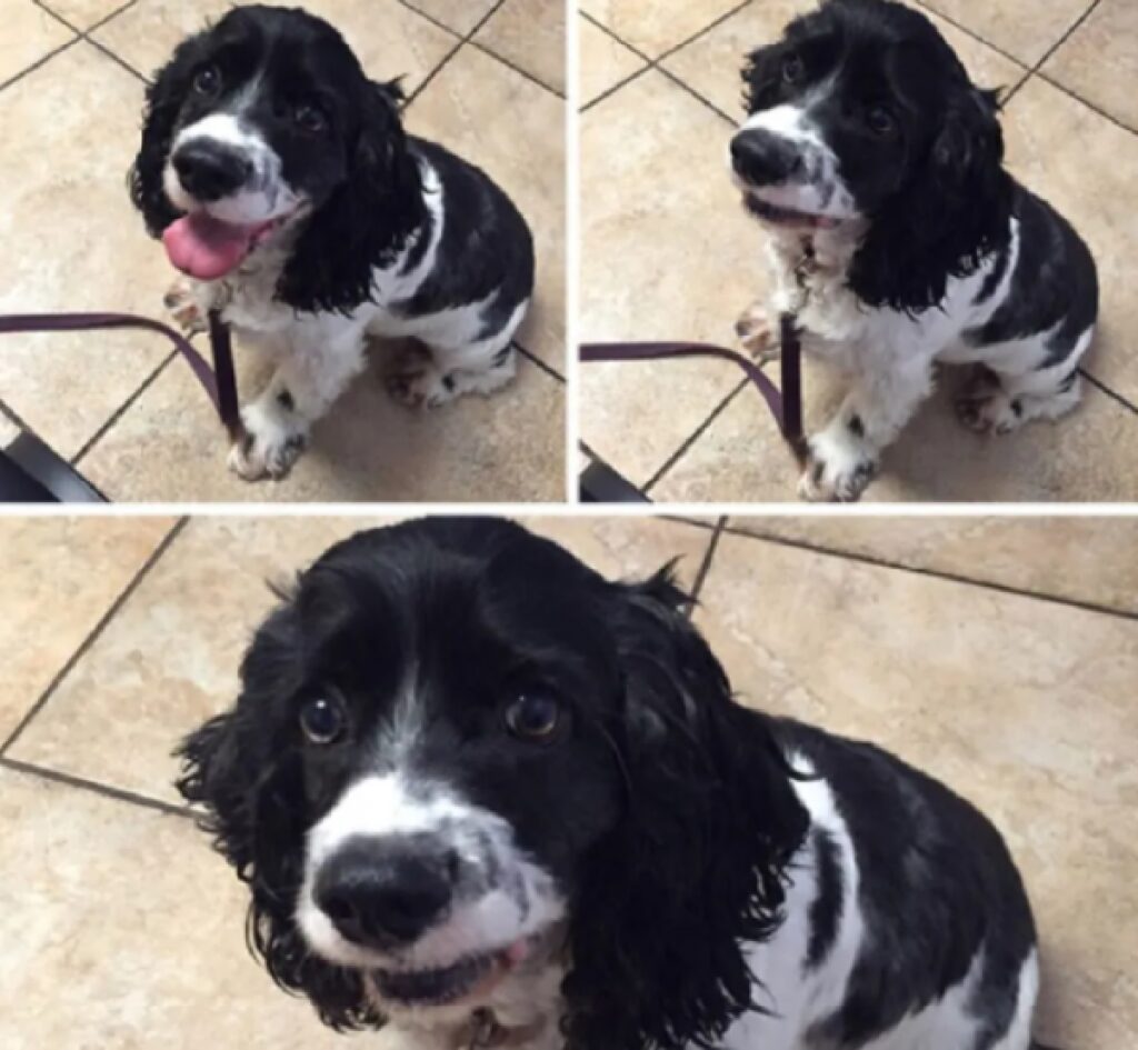 cagnolino nero setter 