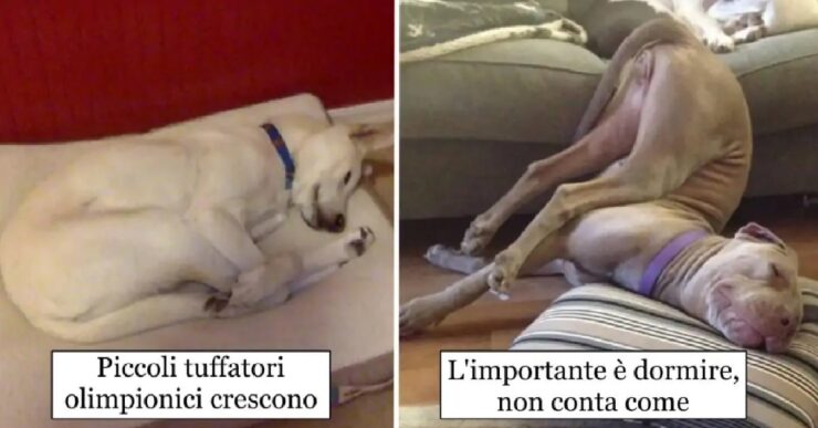 cani che si addormentano quando non devono