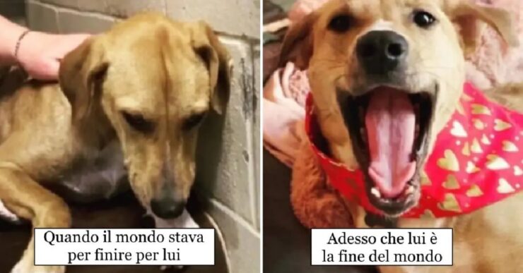 cani che vengono adottati