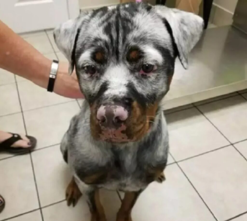 cagnolino mattonelle bianche 