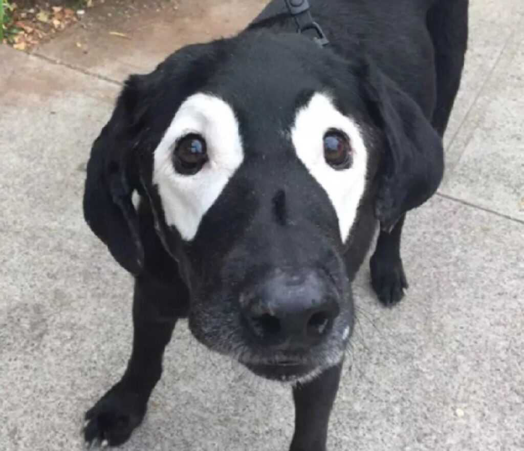 cane macchie bianche sul pelo 