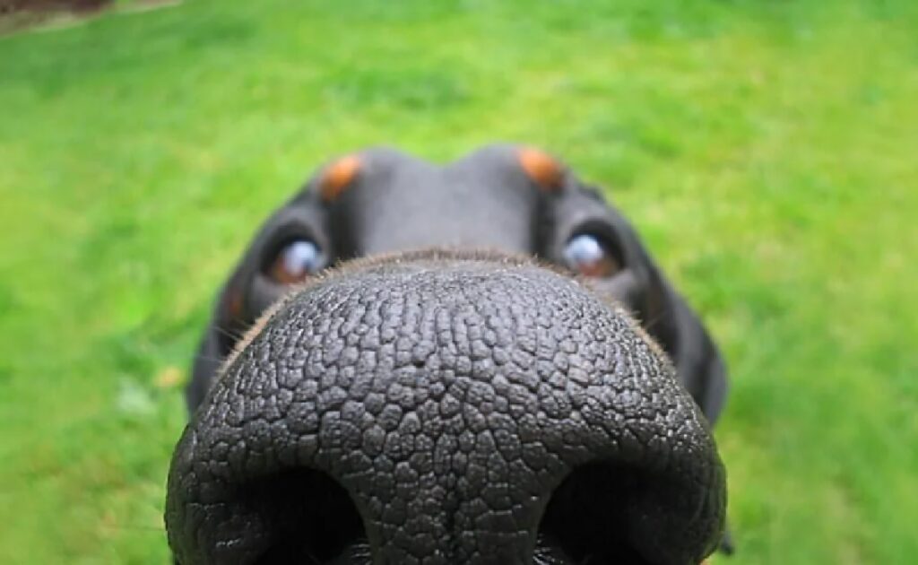 cane naso prato dietro 