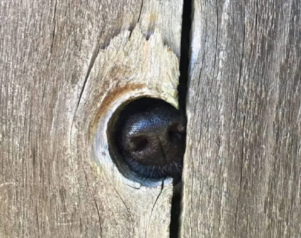 cane naso tra le assi di legno 