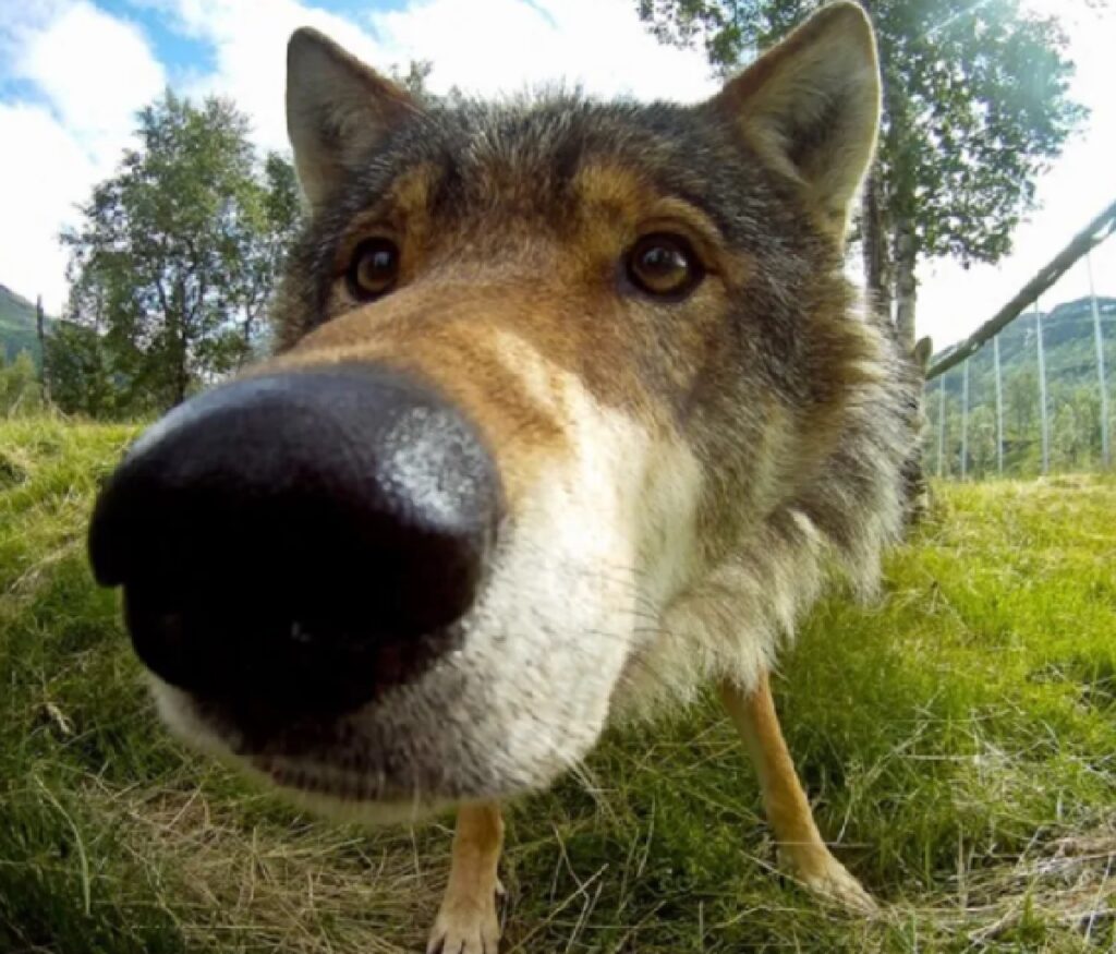 cane lupo prateria 