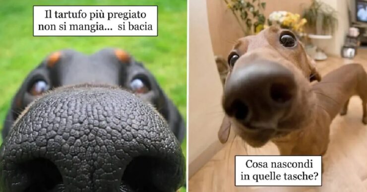 cani che sono sempre alla ricerca di qualcosa