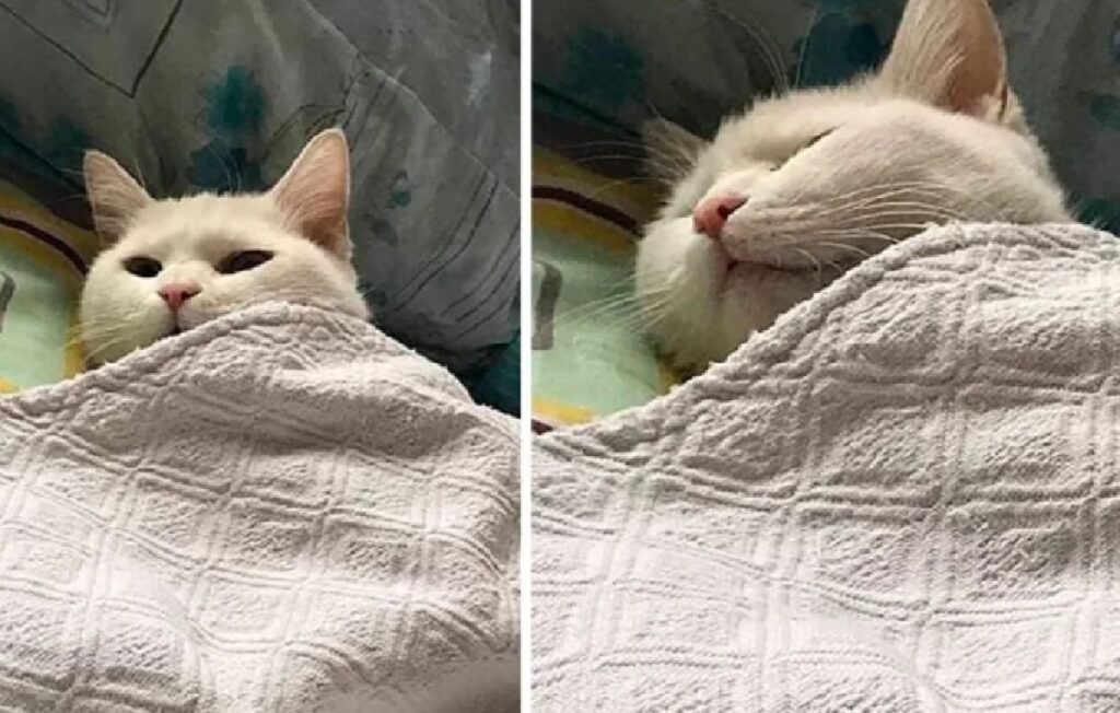 gatto bianco sotto coperta 