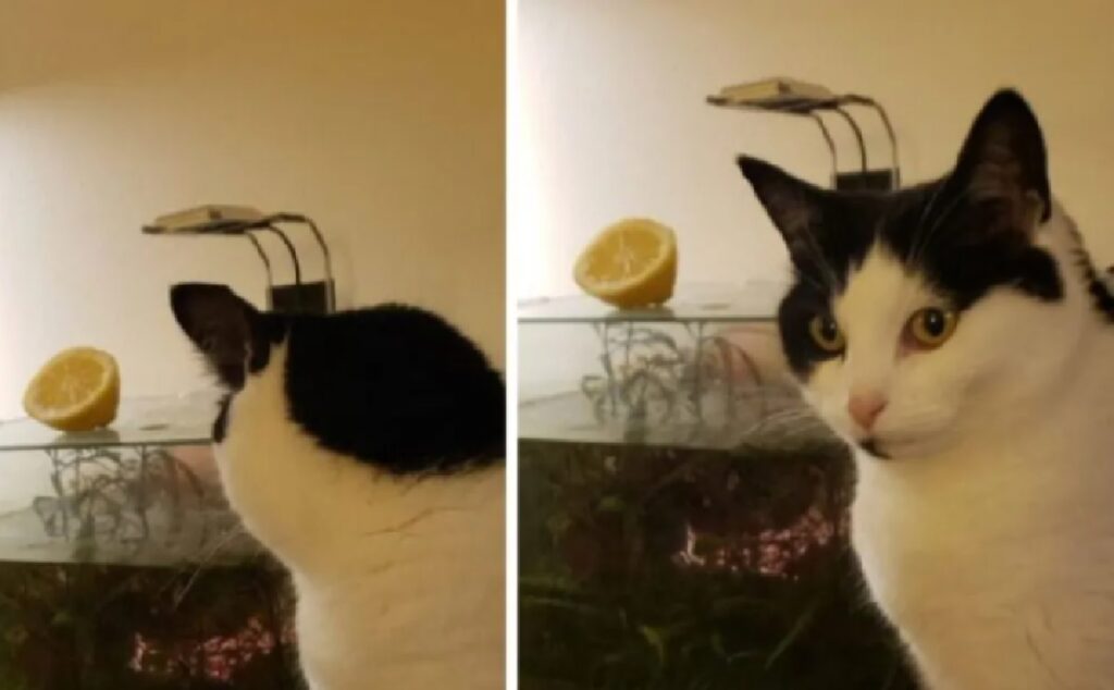 gatto non convinto del limone 
