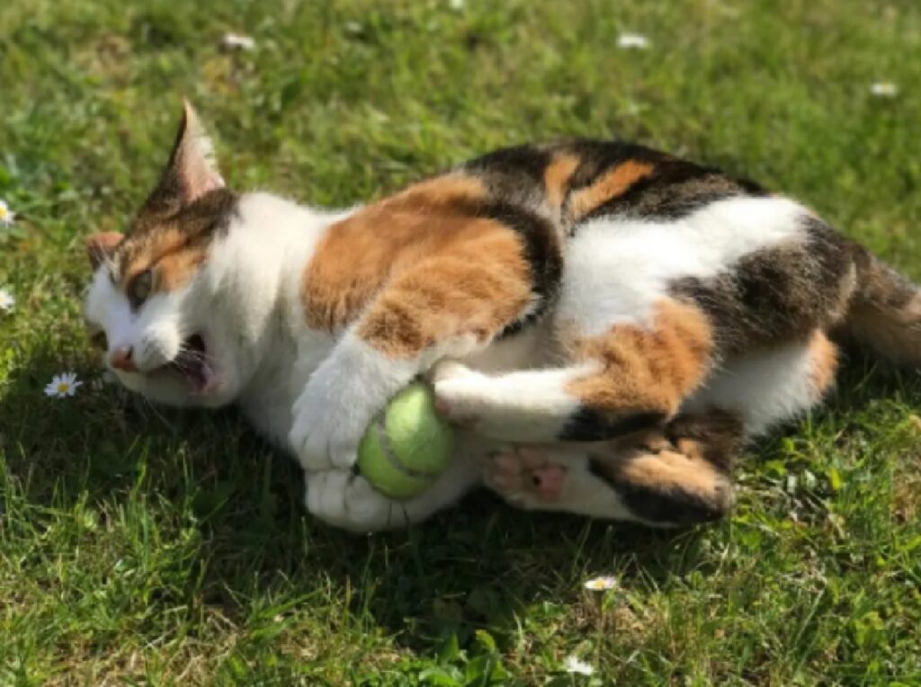 gatto calico prende palla 