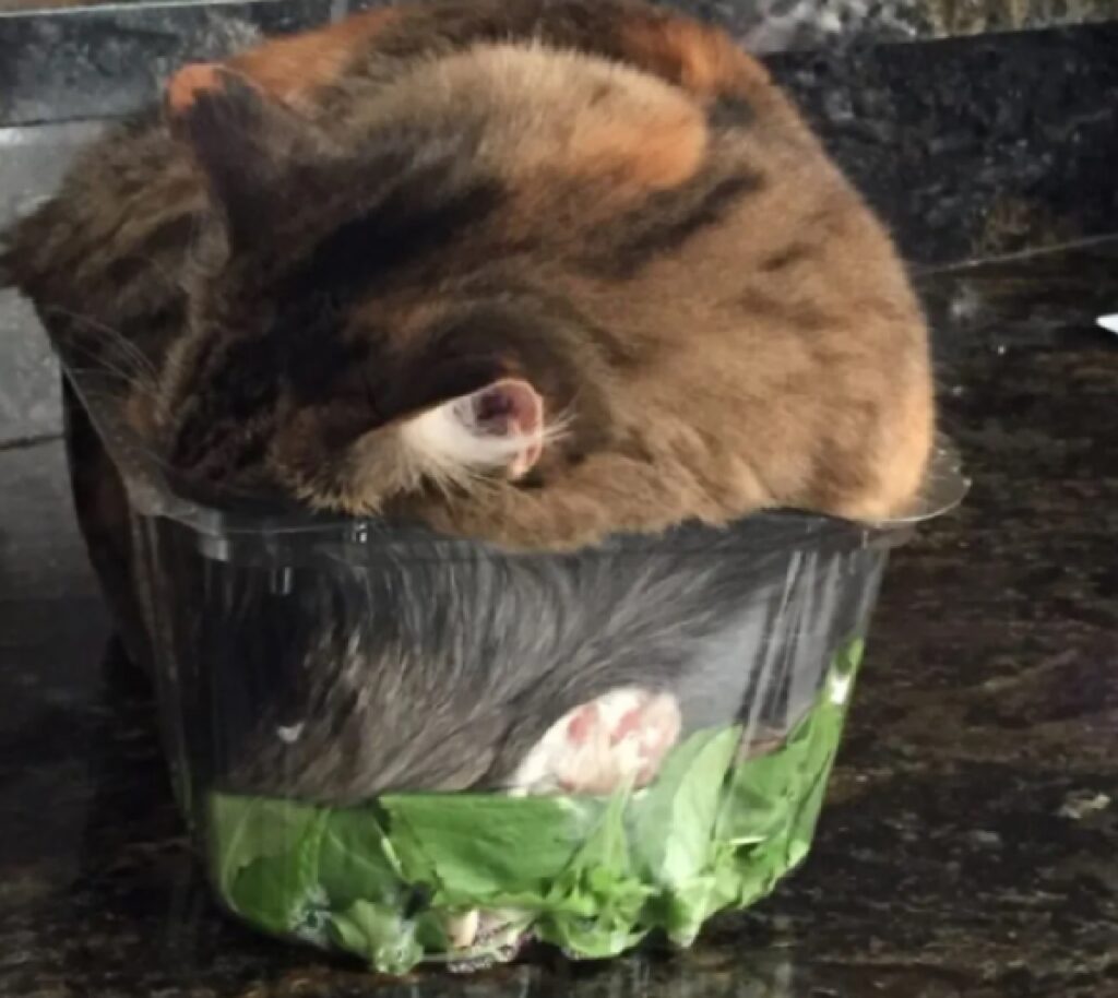 gatto adora dormire su insalata 
