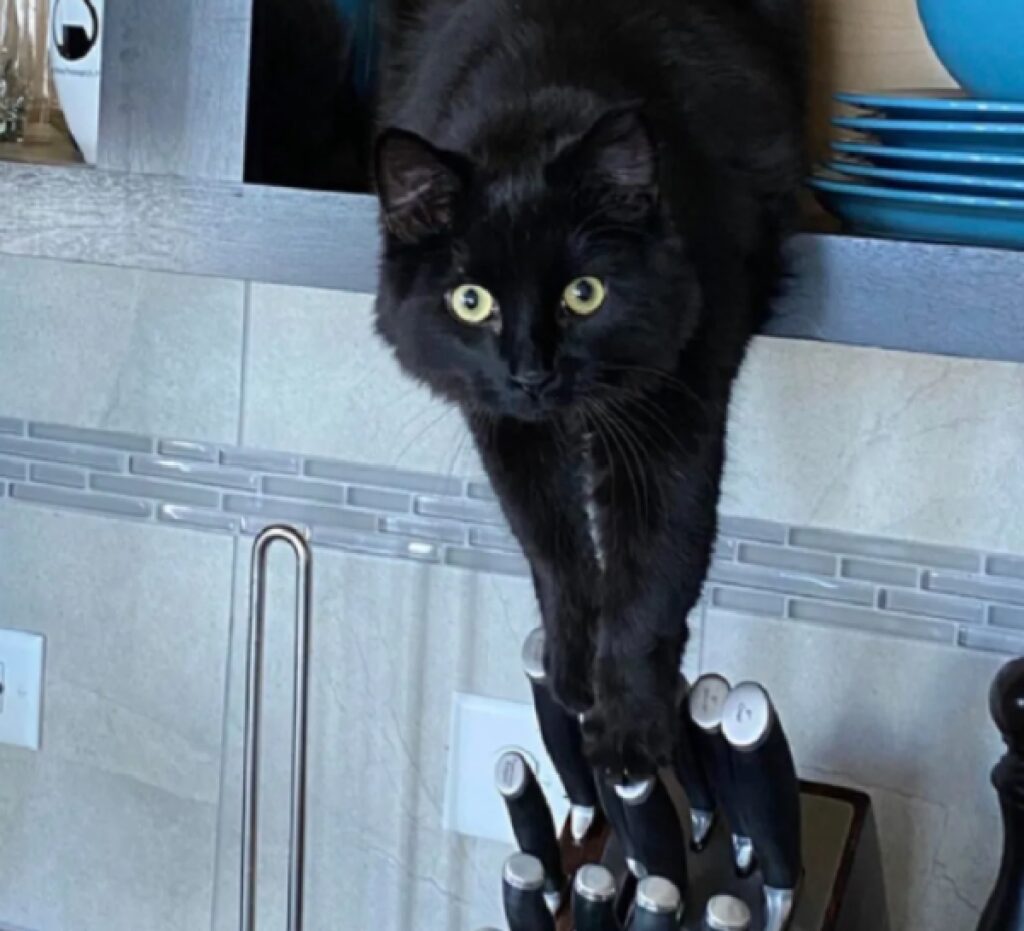 gatto nero su coltelli 