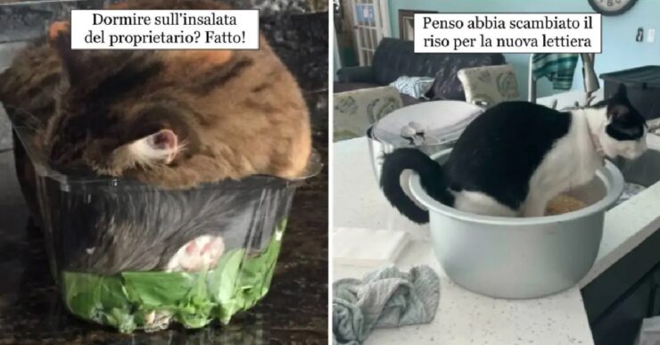 gatti che dimostrano come la realtà sia solo il loro giogo