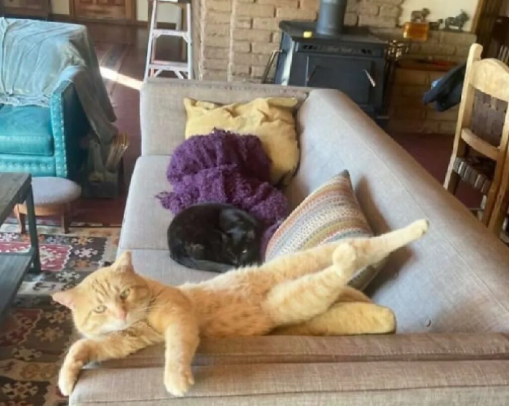 gatto rosso chiaro divano 