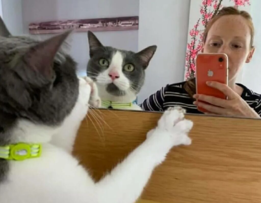 gatto specchio di casa 