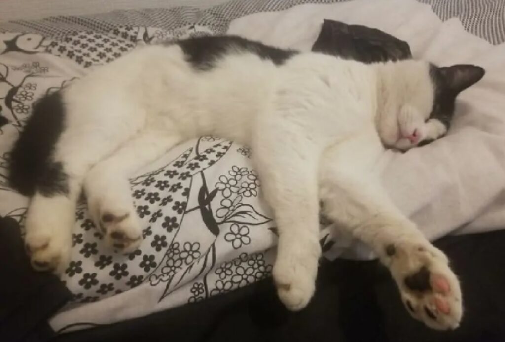 gatto su letto non suo 