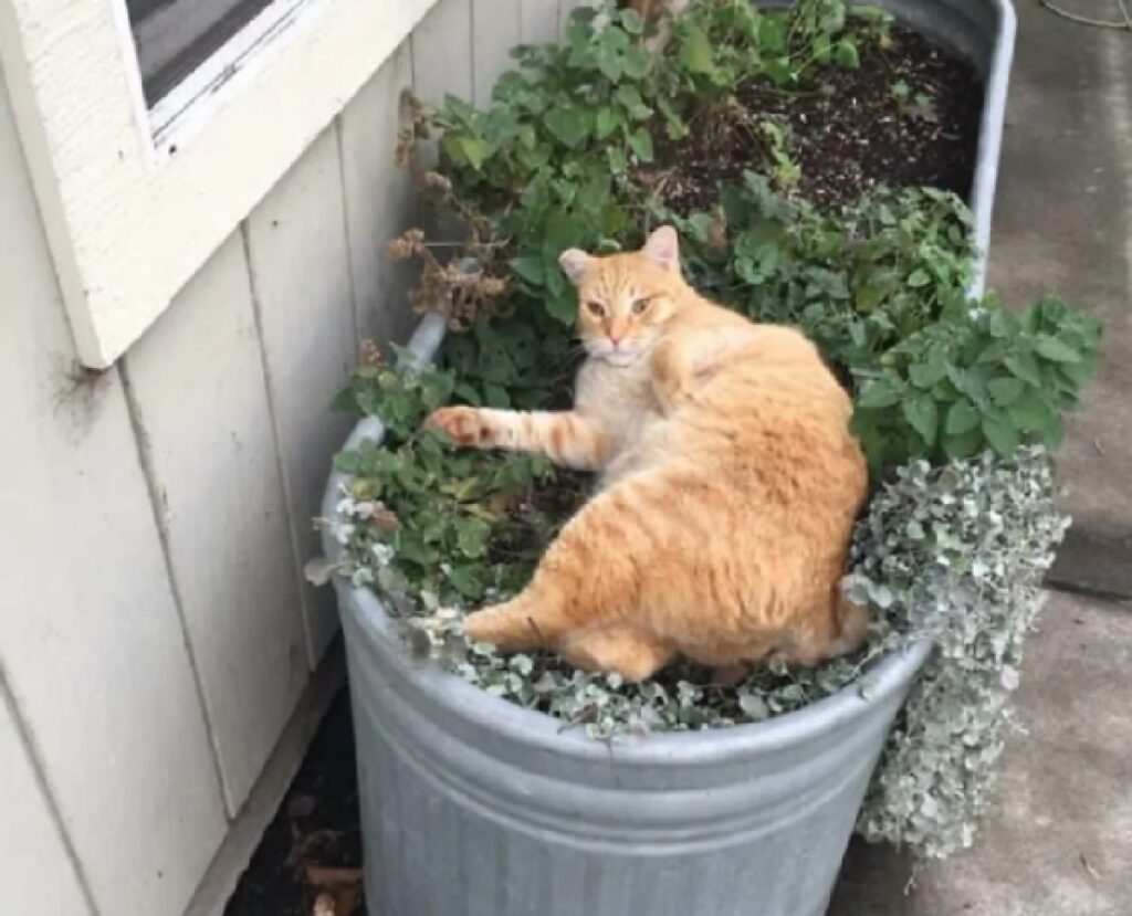 gatto rosso su pianta