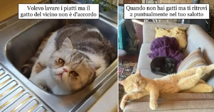 gatti che con astuzia fanno scherzi