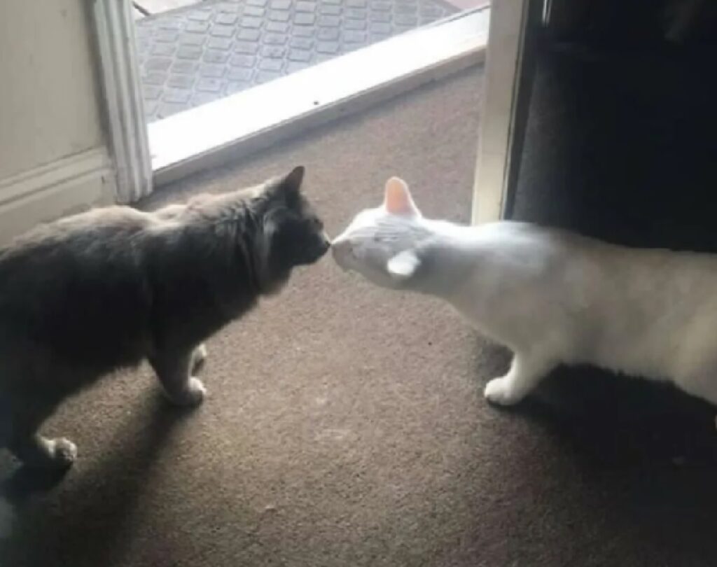 gatto bianco e micio grigio 