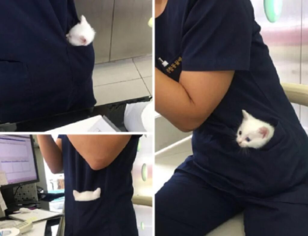 gattino dentro tasca camice 