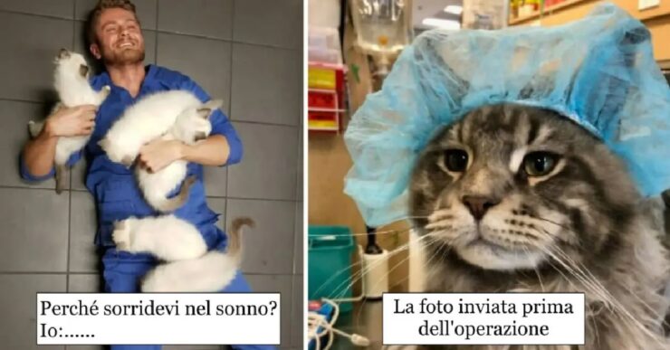 gatti che decidono di rimanere nelle cliniche