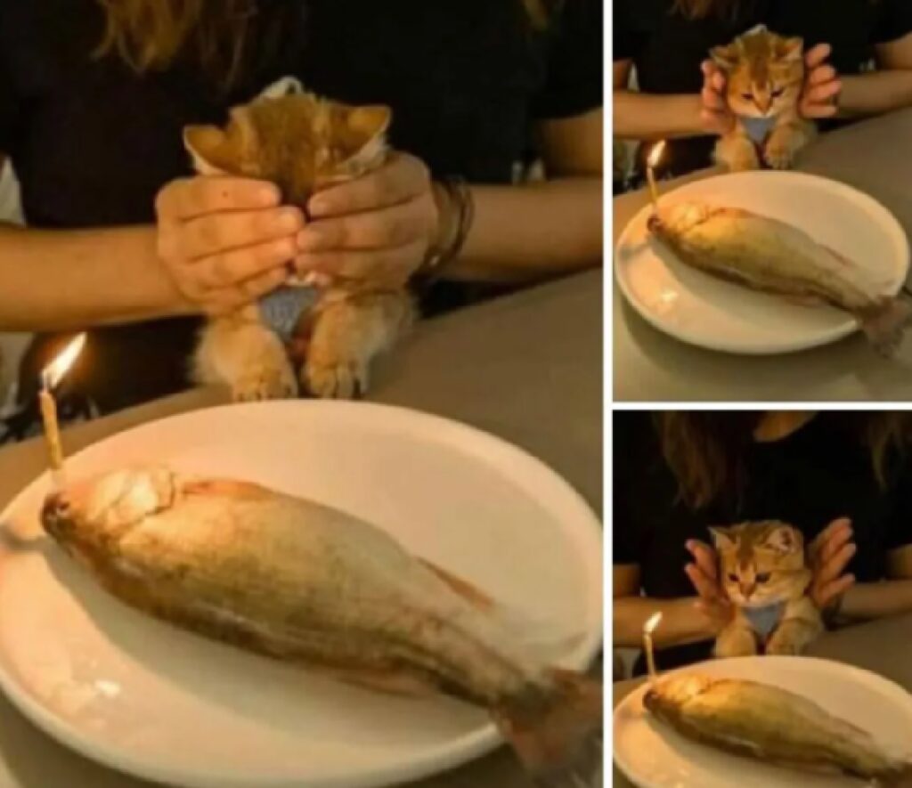 gatto regalo pesce 