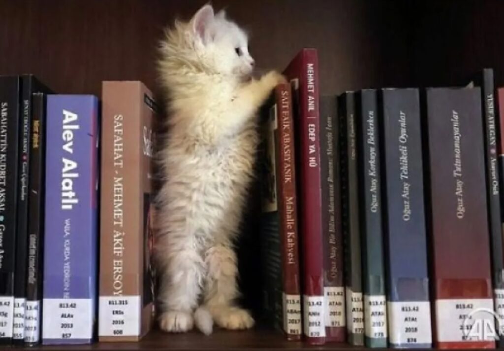 gatto tra i libri 