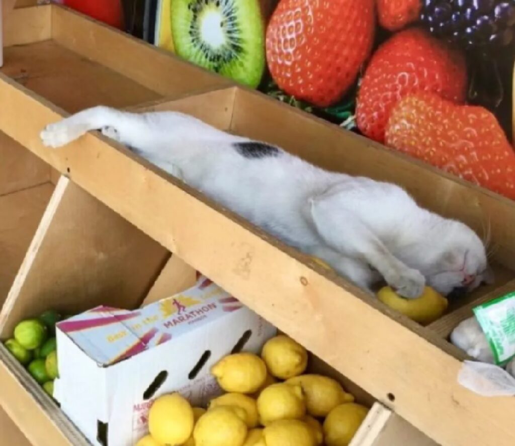 gatto tra gli scaffali 