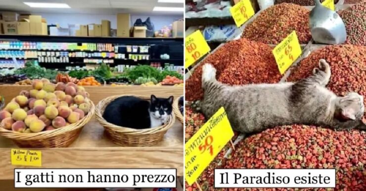 gatti che gestiscono negozi