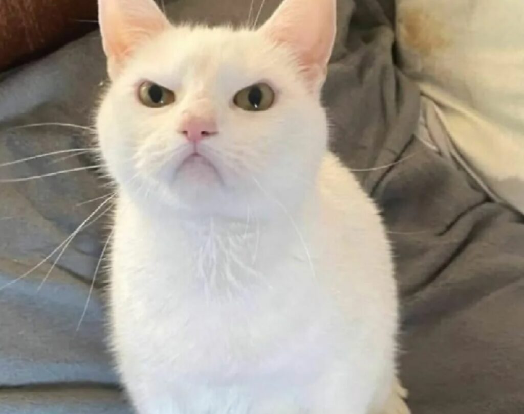 gatto bianco faccia sconsolata