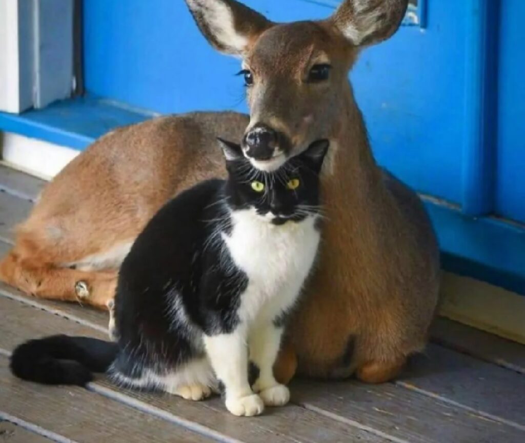 gatto e cerbiatto assieme