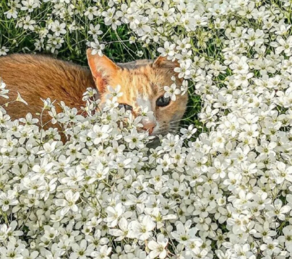 gatto immerso fiori bianchi 