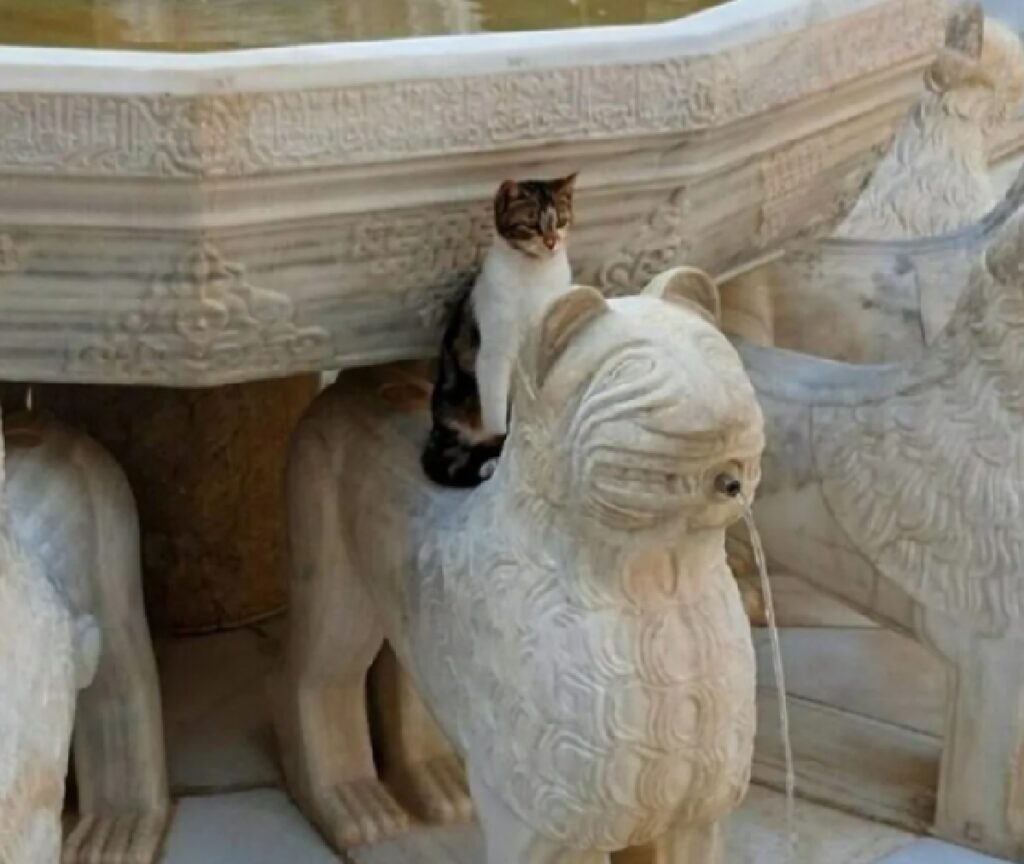 gatto su statua fontana