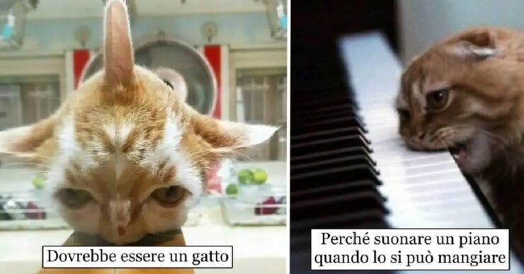 gatti che riescono a farci sorridere