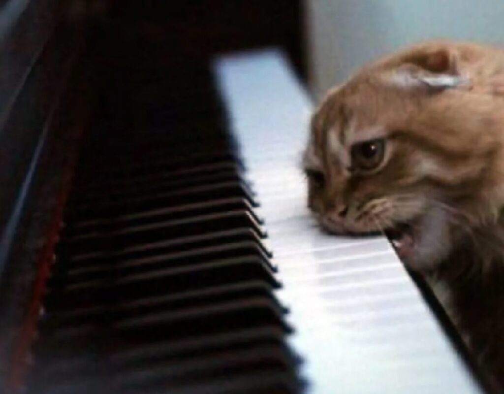 gatto morde tasti pianoforte