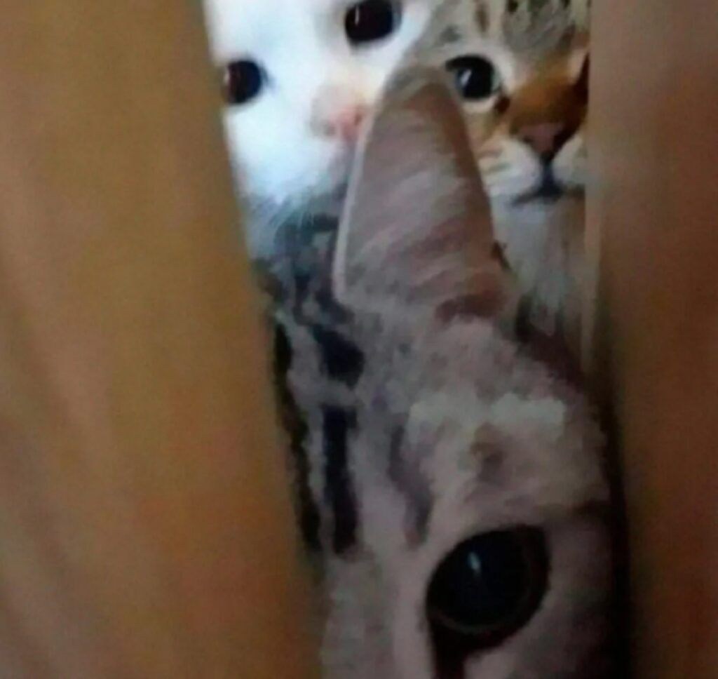 gatti che vogliono entrare 