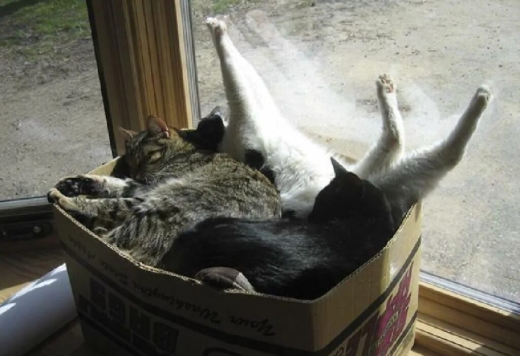 gatti dentro uno scatolone