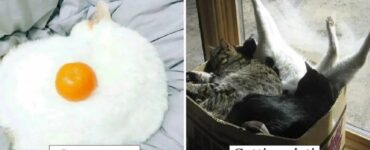 gatti che sanno come conquistarci